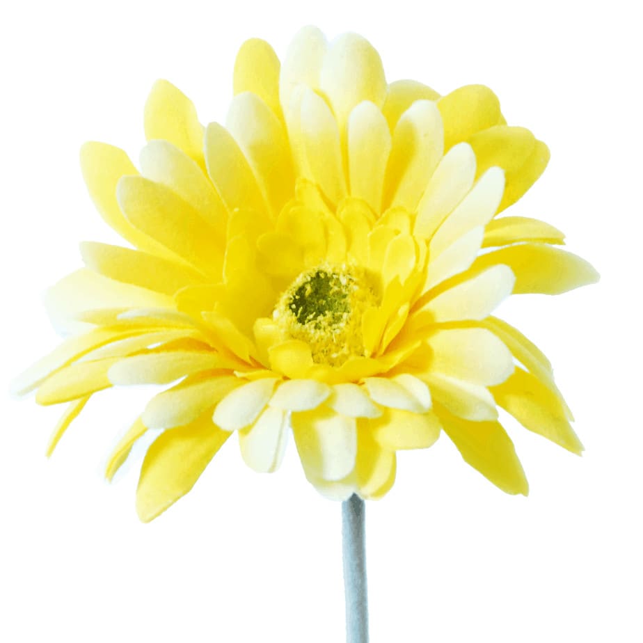 Gerbera yellow 3 1