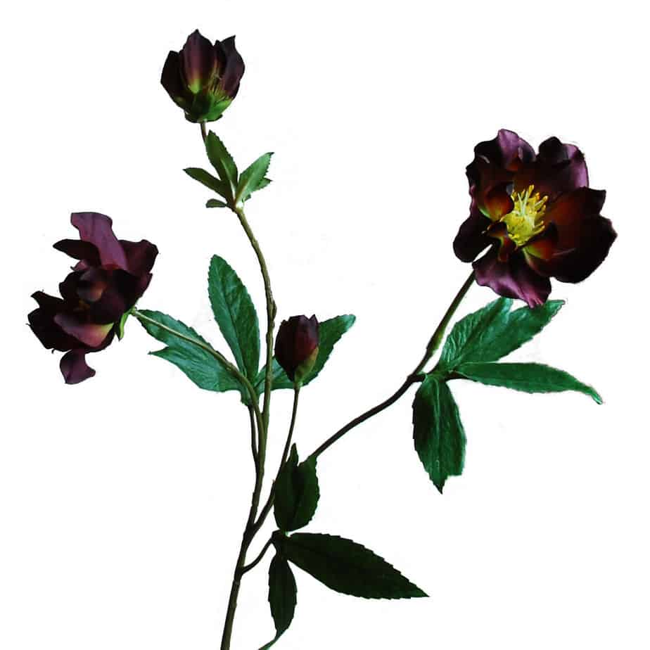 FlowerDutchess Helleborus 3 bloemen 1 knop wijnrood 2