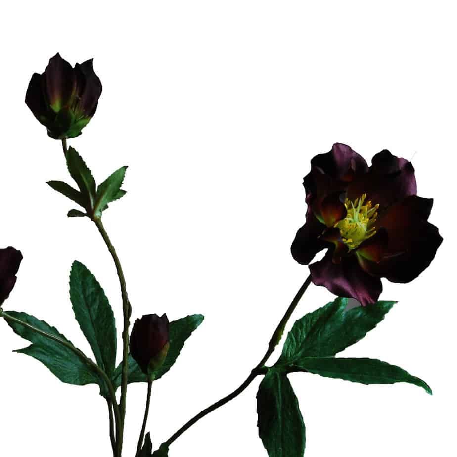 Helleborus 3 bloemen 1 knop wijnrood