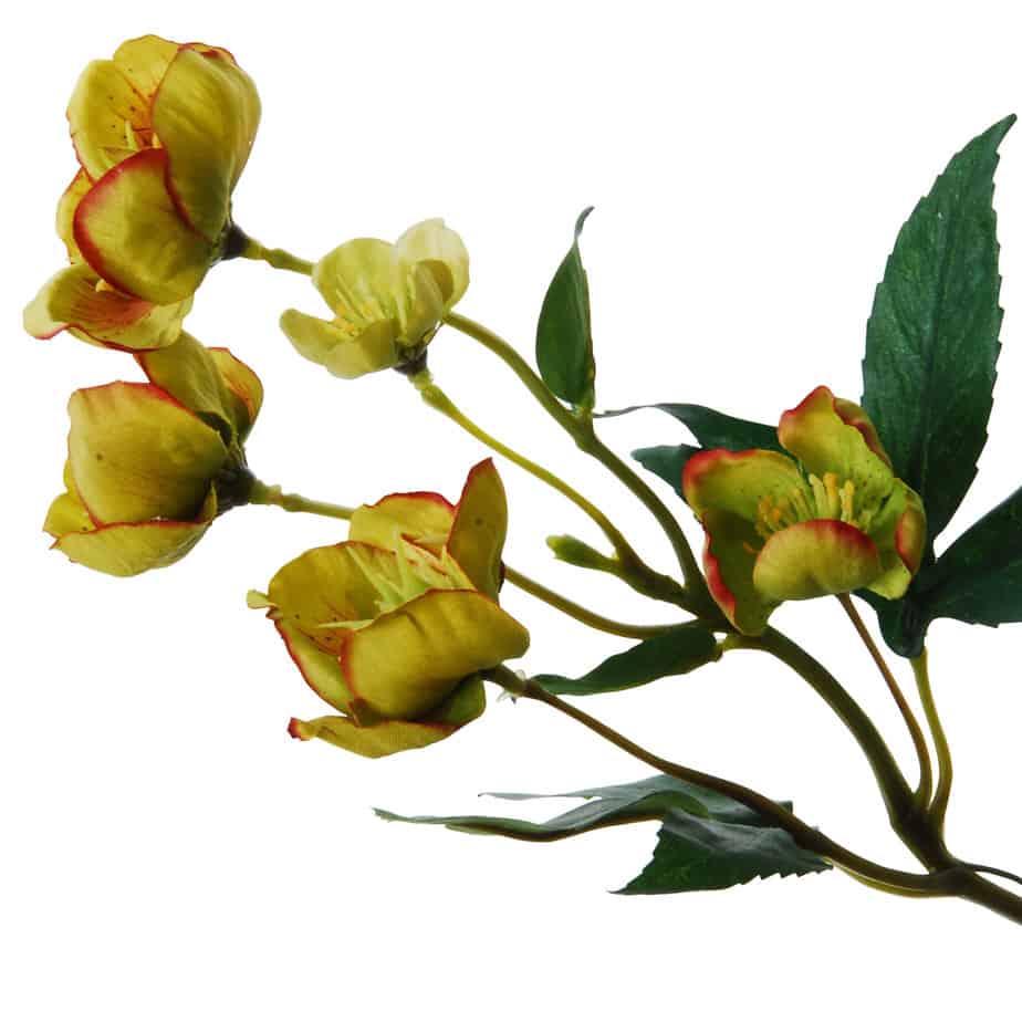 FlowerDutchess Helleborus 5bloemen 35cm groen rood detail