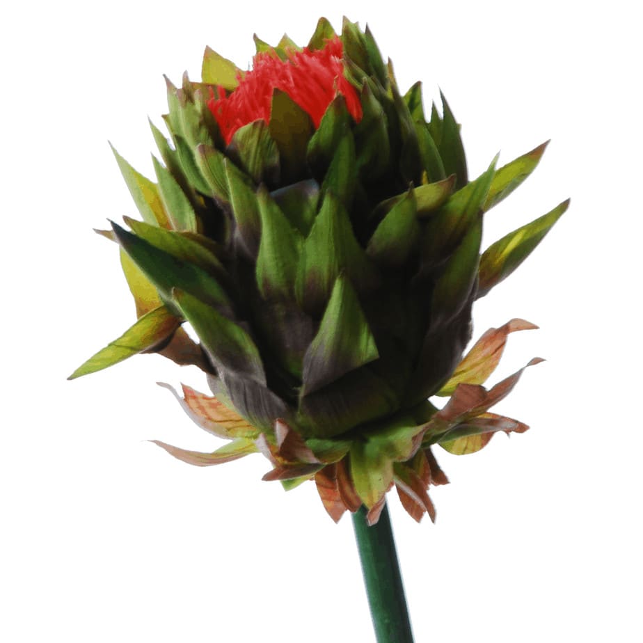 FlowerDutchess Artisjok detail 4 1