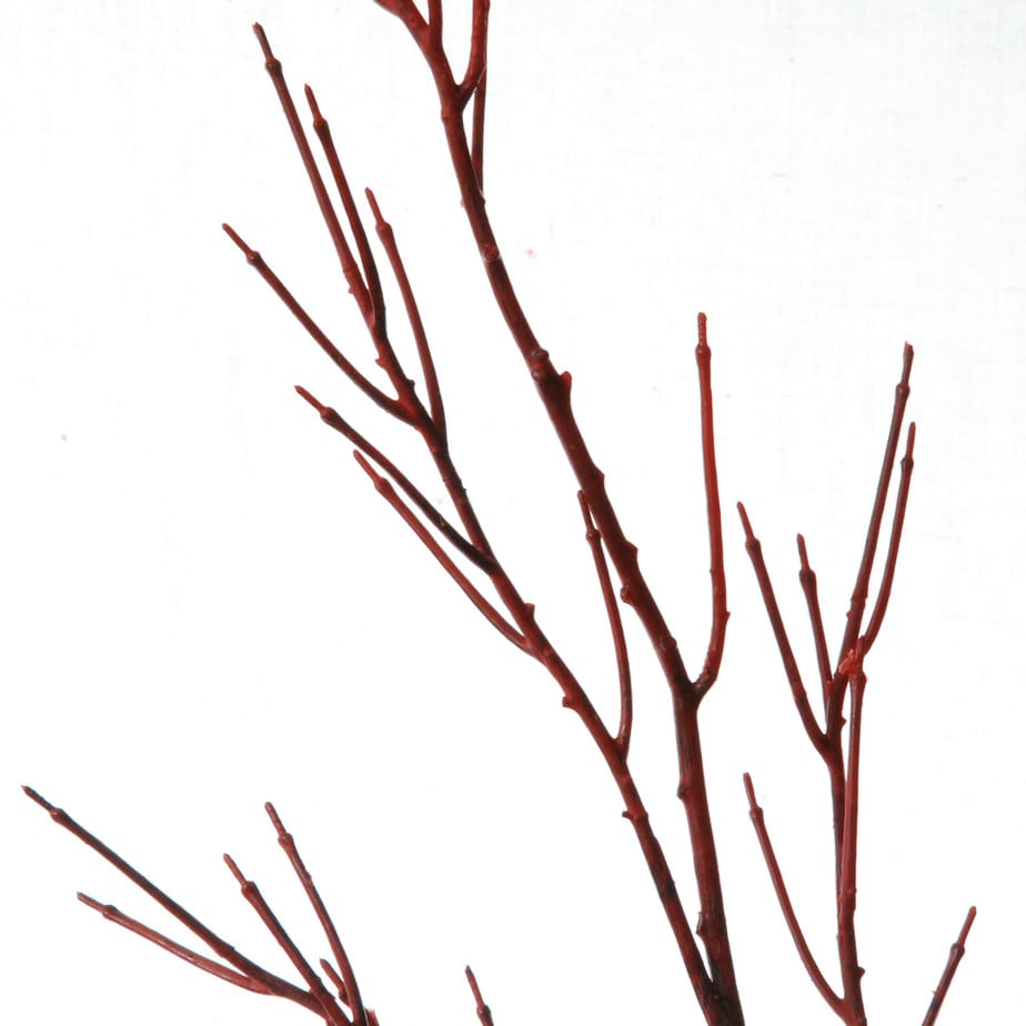 Cornus 130cm rood 2 1