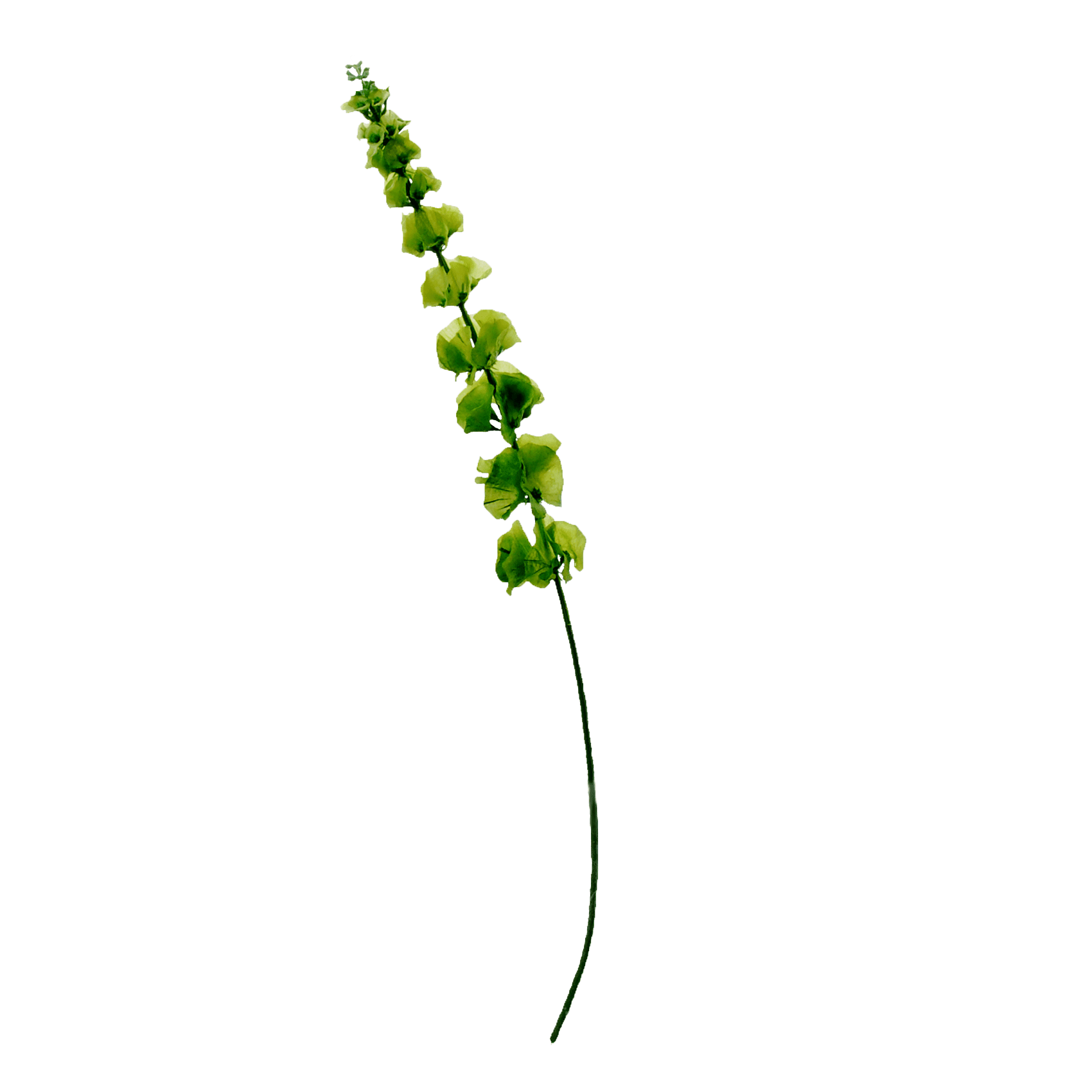 FlowerDutchess molucella groen