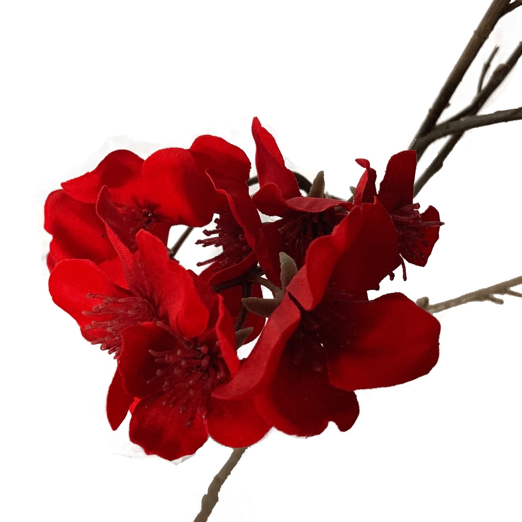 FlowerDutchess cherryblossom detail 4