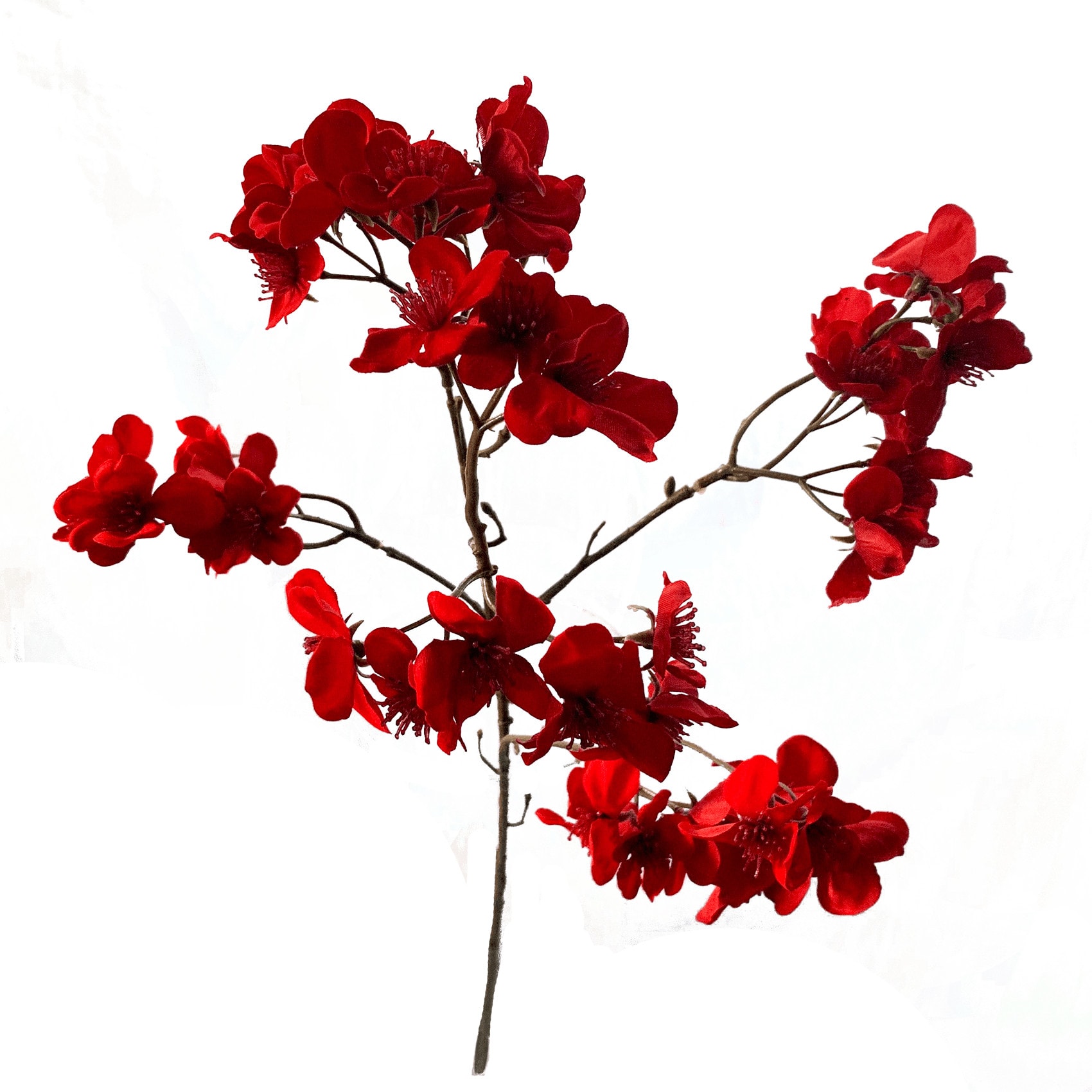 FlowerDutchess cherryblossom detail 1