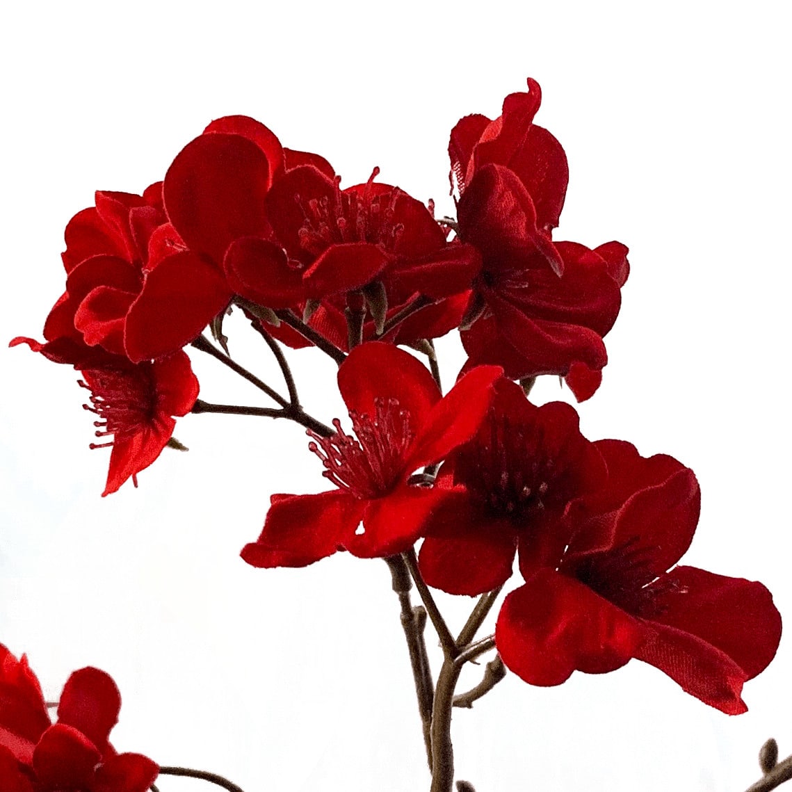 FlowerDutchess cherryblossom detail 2