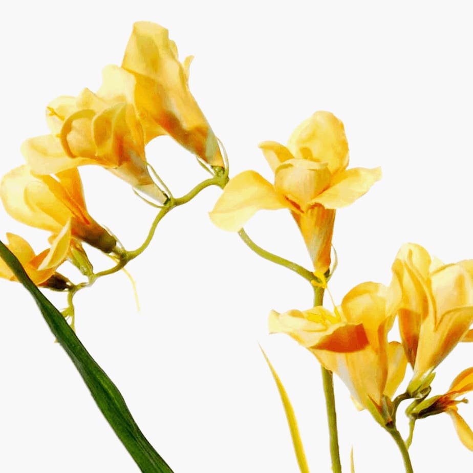 Flowerdutchess freesia detail 2
