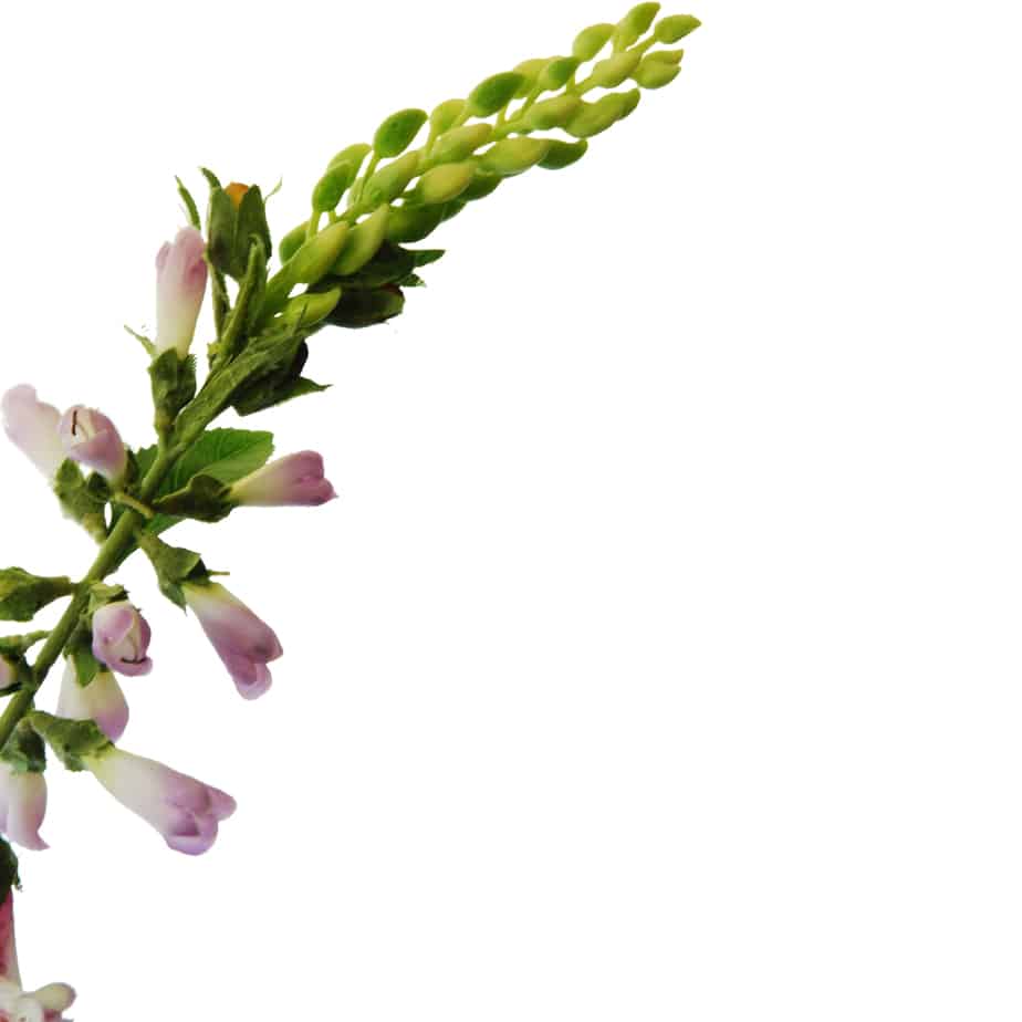 FlowerDutchess Digitalis 97cm lila 3