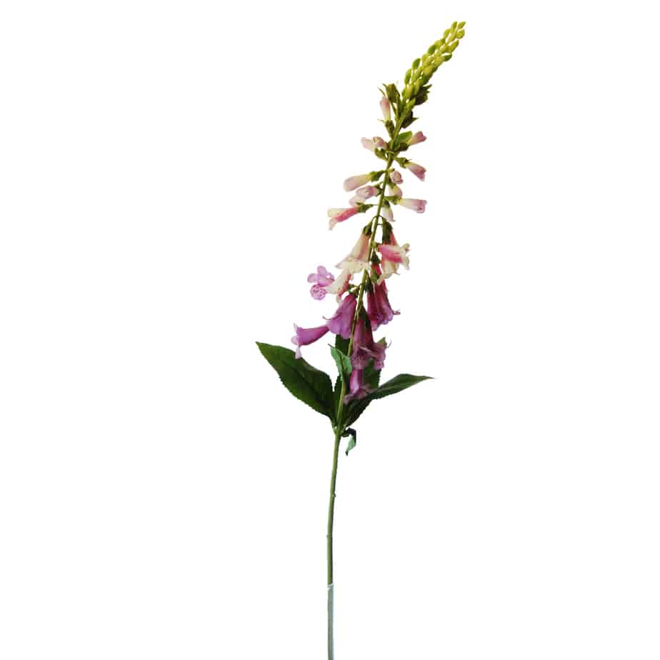 FlowerDutchess Digitalis 97cm lila