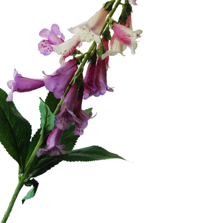 FlowerDutchess Digitalis 97cm lila 2