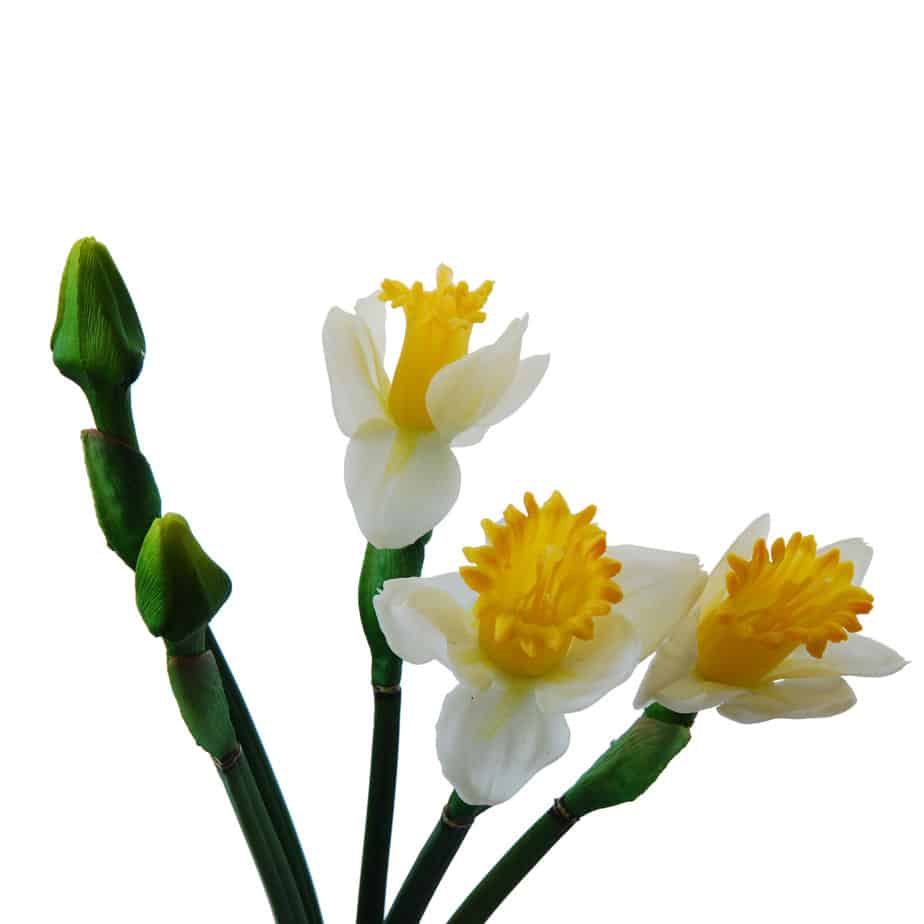 FlowerDutchess bundle of daffodil 43cm white yellow 3