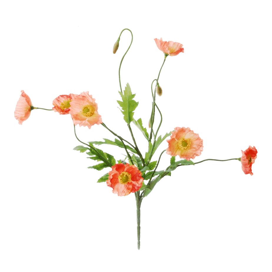 FlowerDutchess poppy bush salmon 1