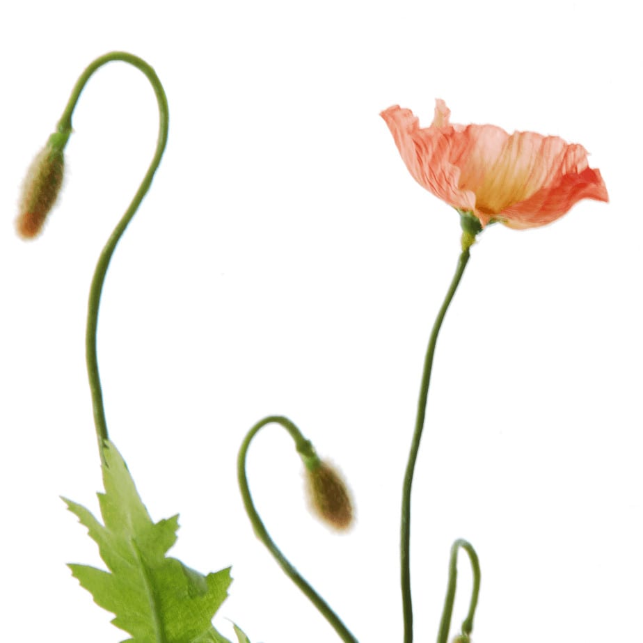 FlowerDutchess poppy bush salmon 2 1