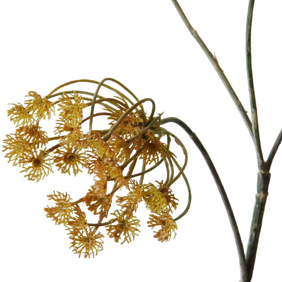 FlowerDutchess Dille 75cm creme roze 2