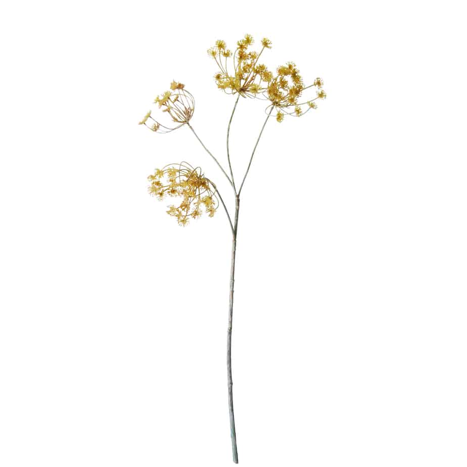 FlowerDutchess Dille 75cm creme roze 5