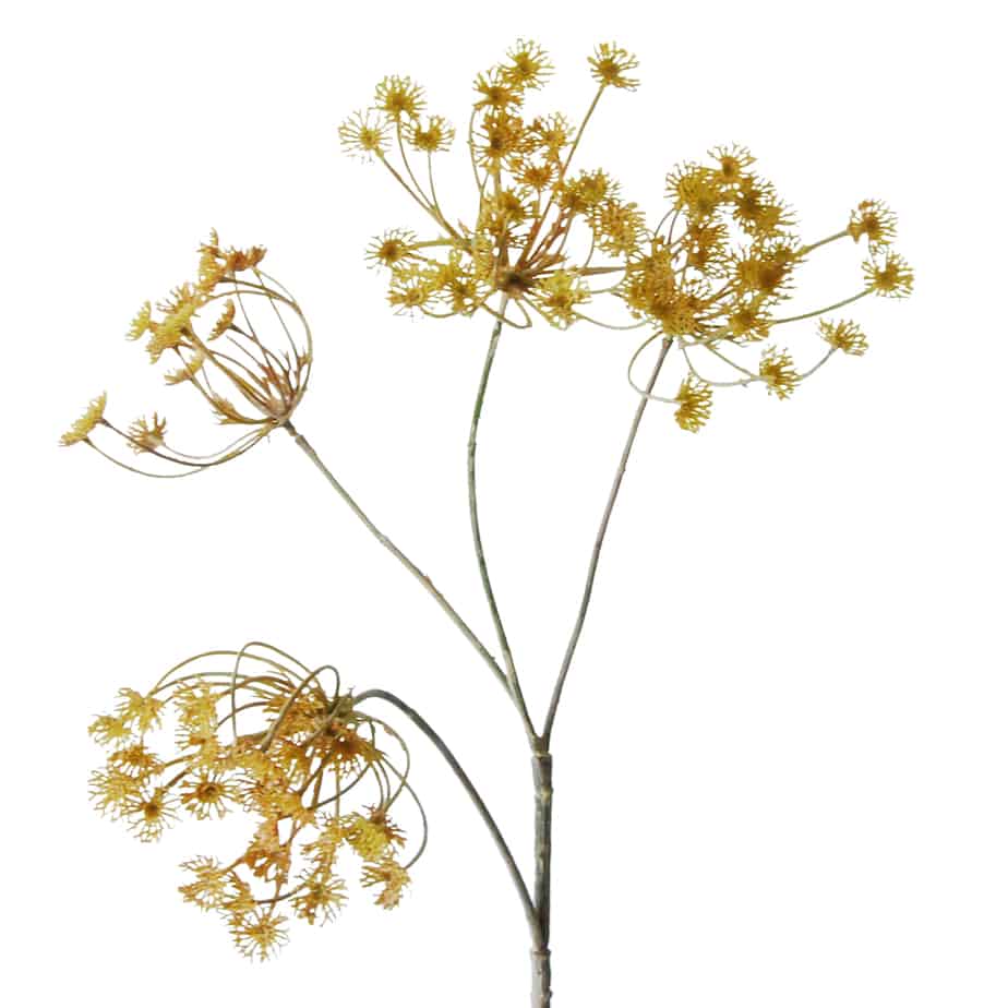 FlowerDutchess Dille 75cm creme roze 4