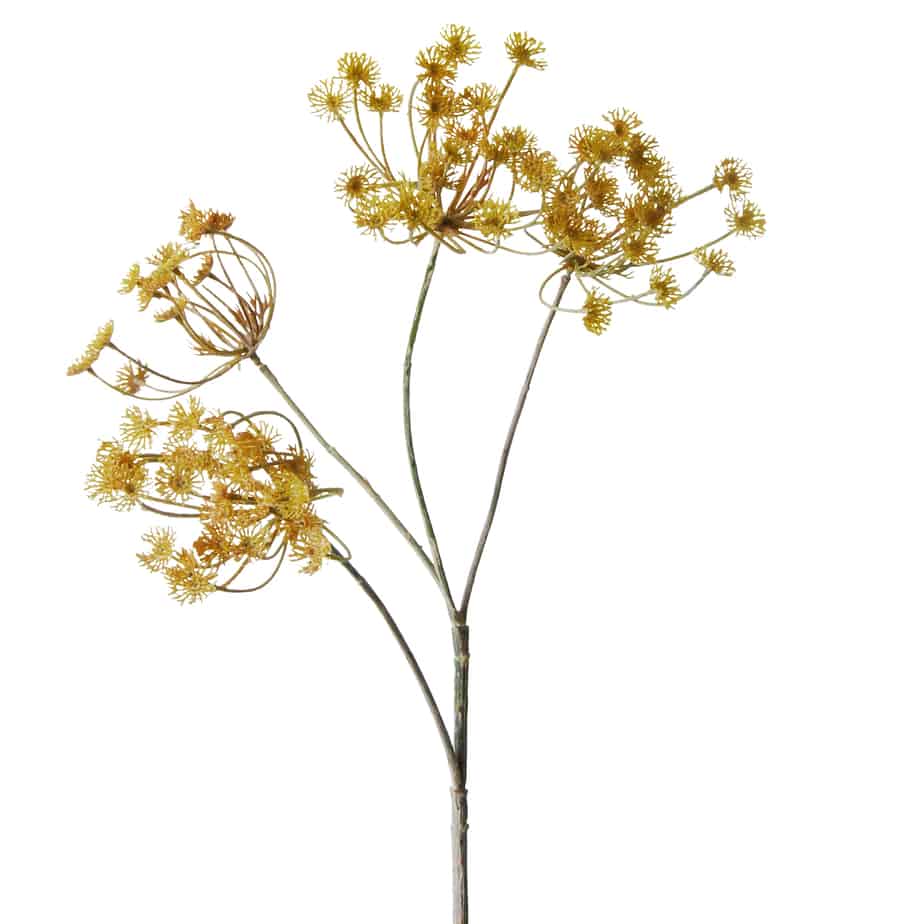 FlowerDutchess Dille 75cm creme roze 6