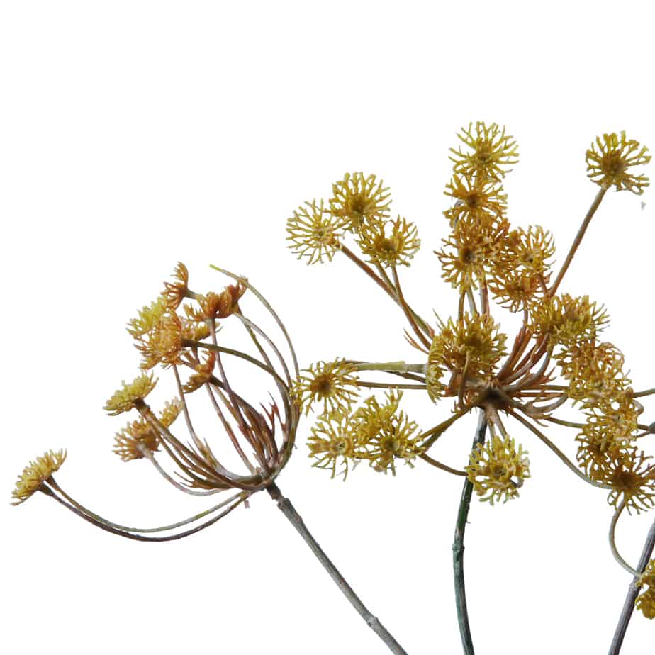 FlowerDutchess Dille 75cm creme roze