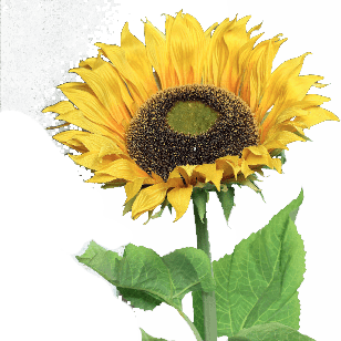 FlowerDutchess Sunflower 134 cm yellow