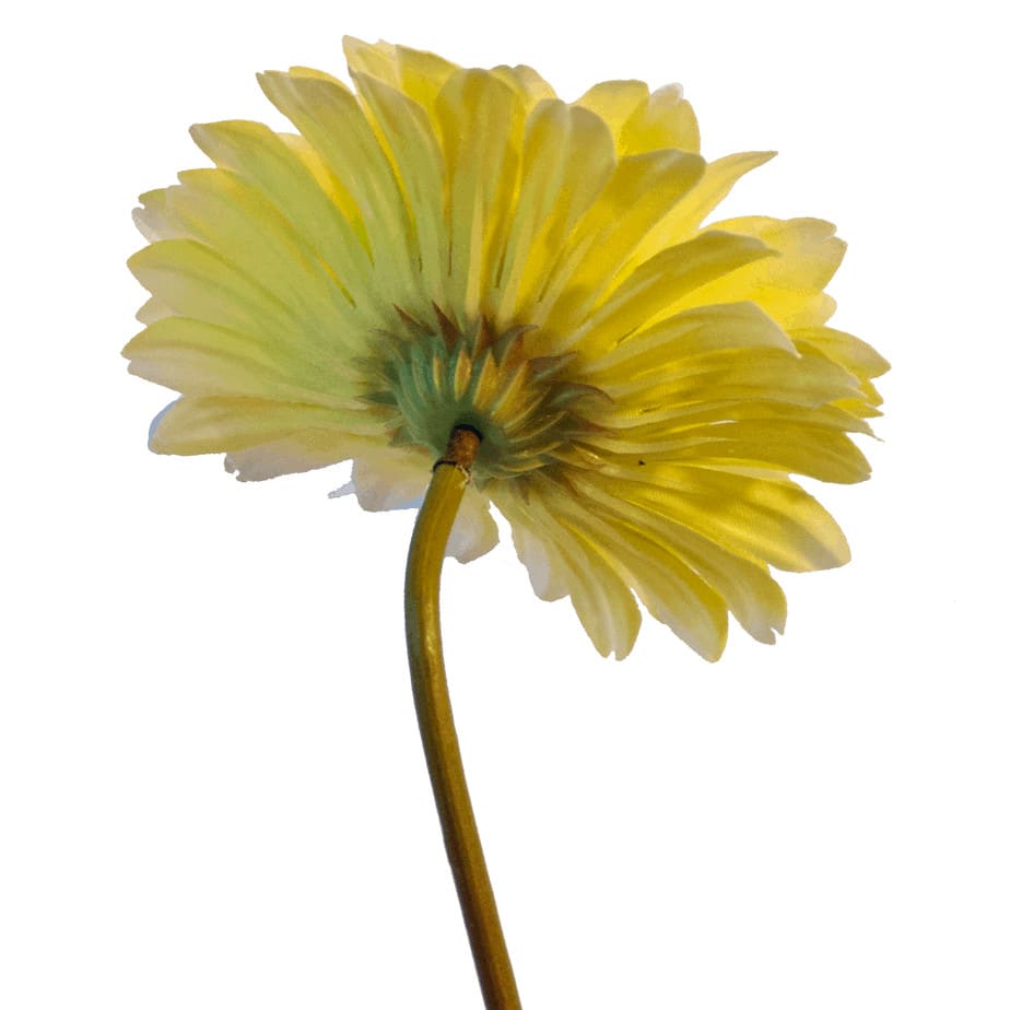 Gerbera green cream 4