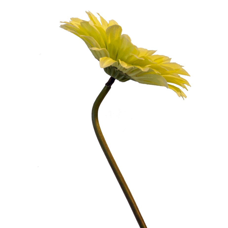 Gerbera green cream 3