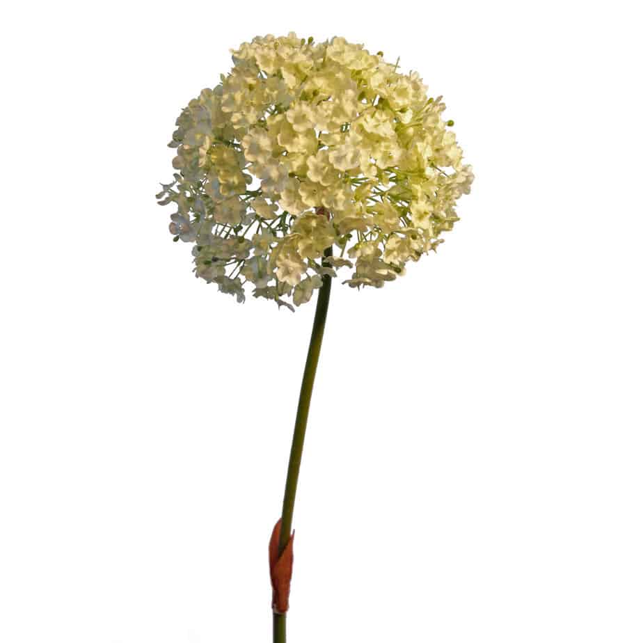 Allium cream tall