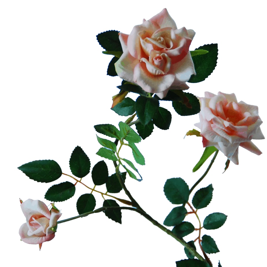 Rose x 3 79 cm edited 2 1