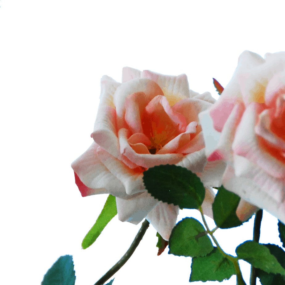 Rose x 3 79 cm edited 4 1