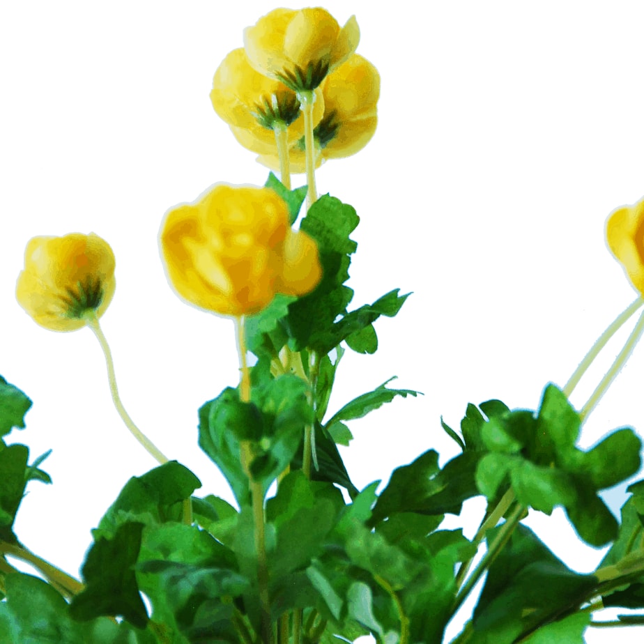 Ranunculus bush 2 1