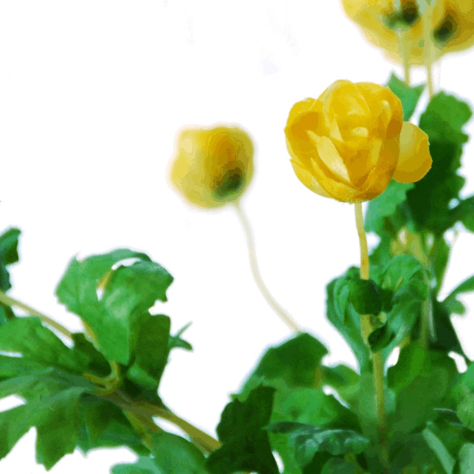 Ranunculus bush 5 1