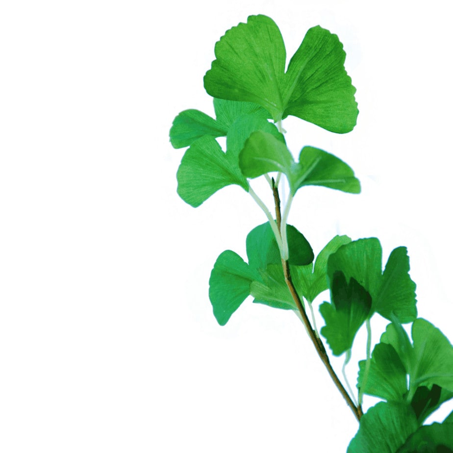 Gingko 2