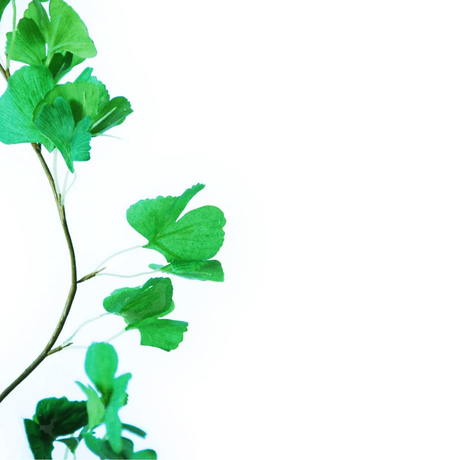 Gingko
