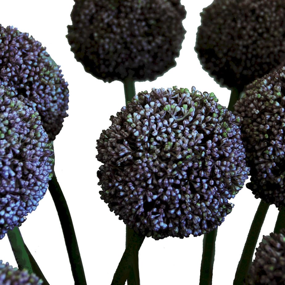 Allium Lavender