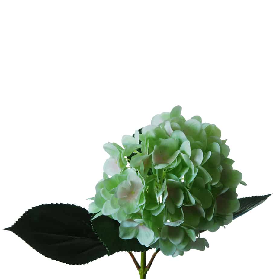 Flowerdutchess Hortensia 67cm groen licht blauw 5