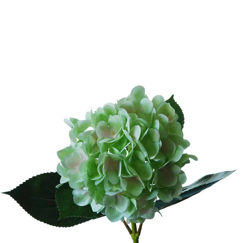 Flowerdutchess Hortensia 67cm groen licht blauw 6