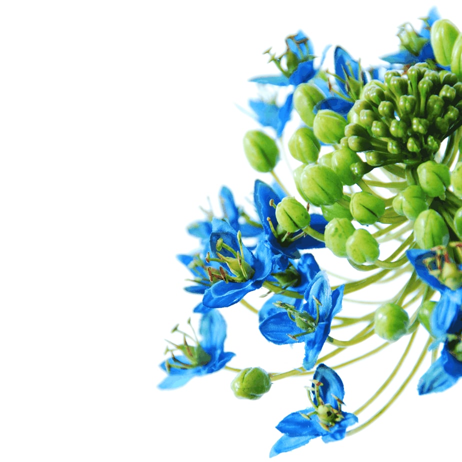 Ornithogalum Arabicum