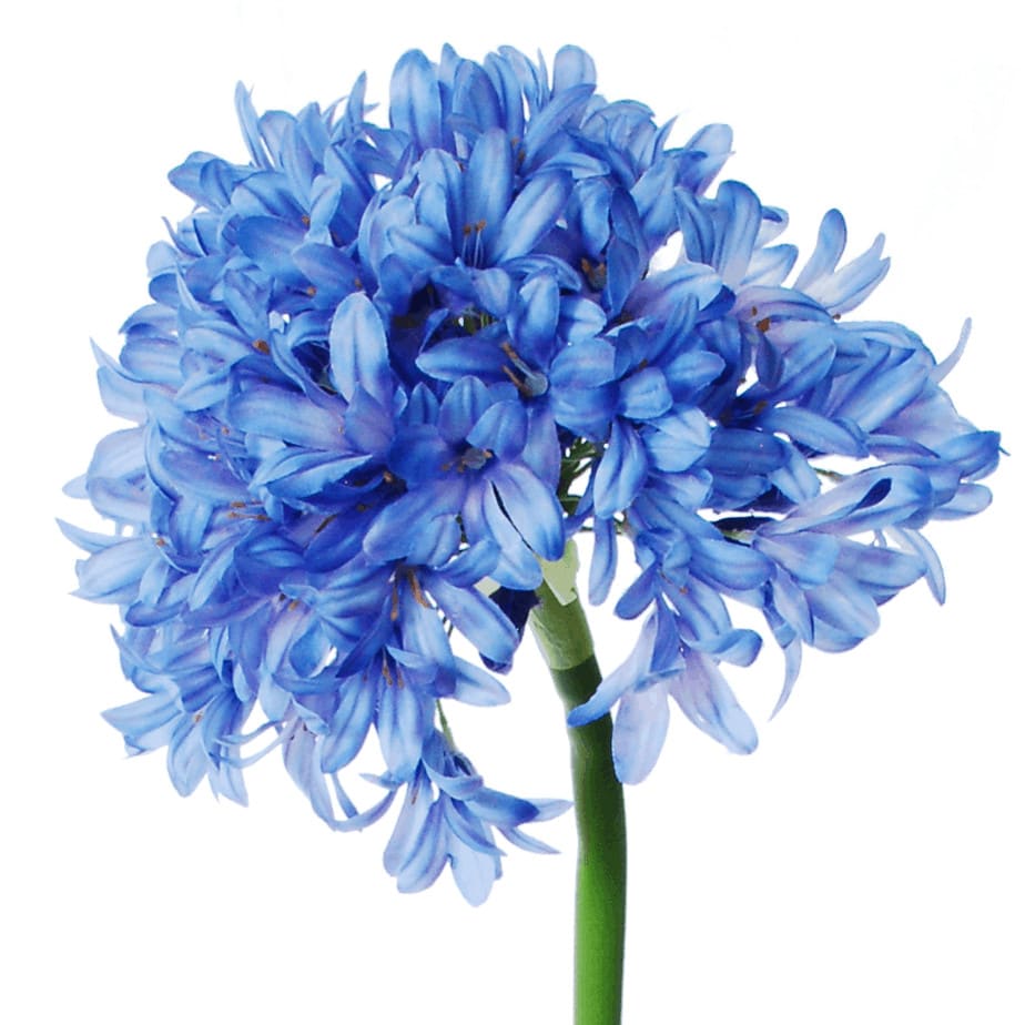 Allium Gigant blue 3