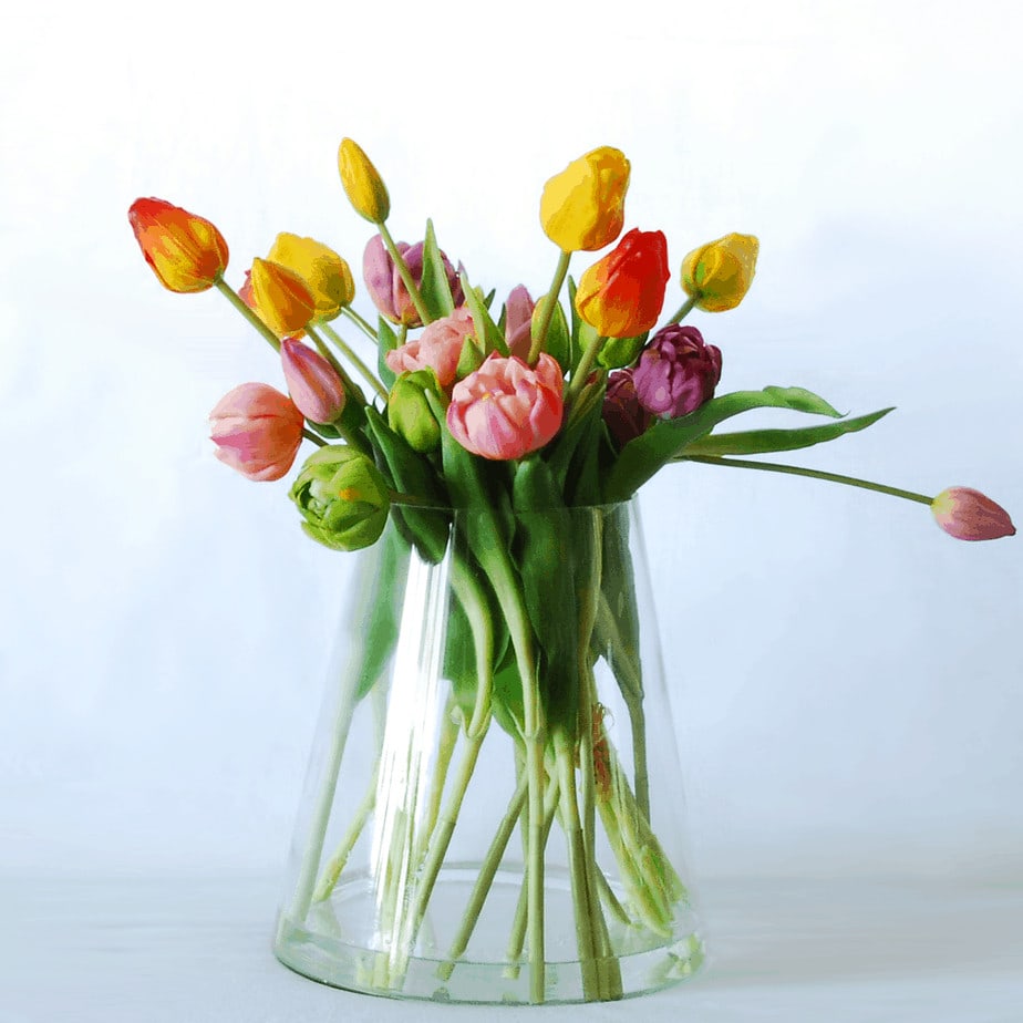 Tulip delight