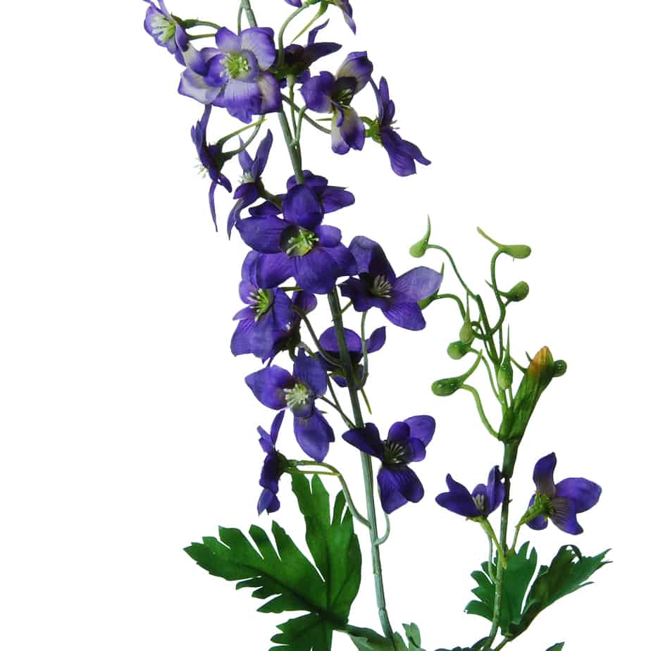 FlowerDutchess ridderspoor 80cm paars