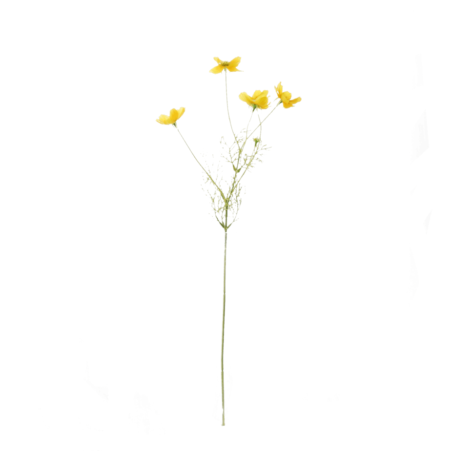 FlowerDutchess Cosmea geel 1