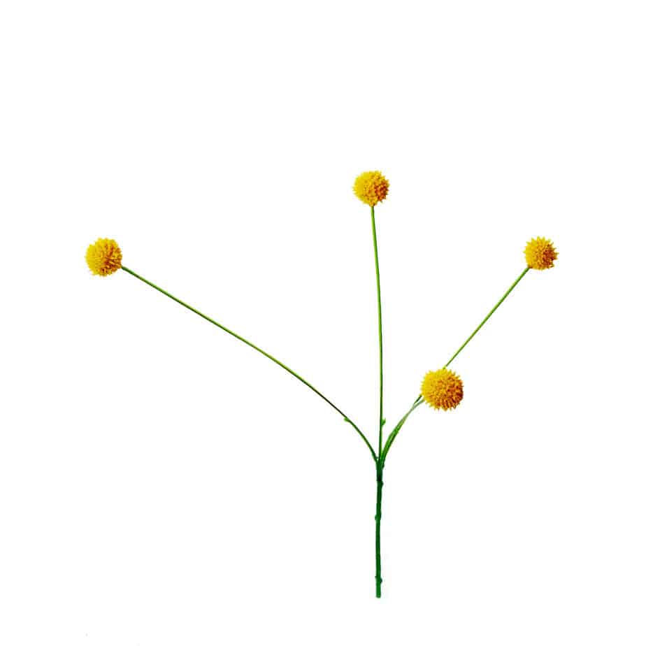 FlowerDutchess Kogeldistel geel 46cm 3