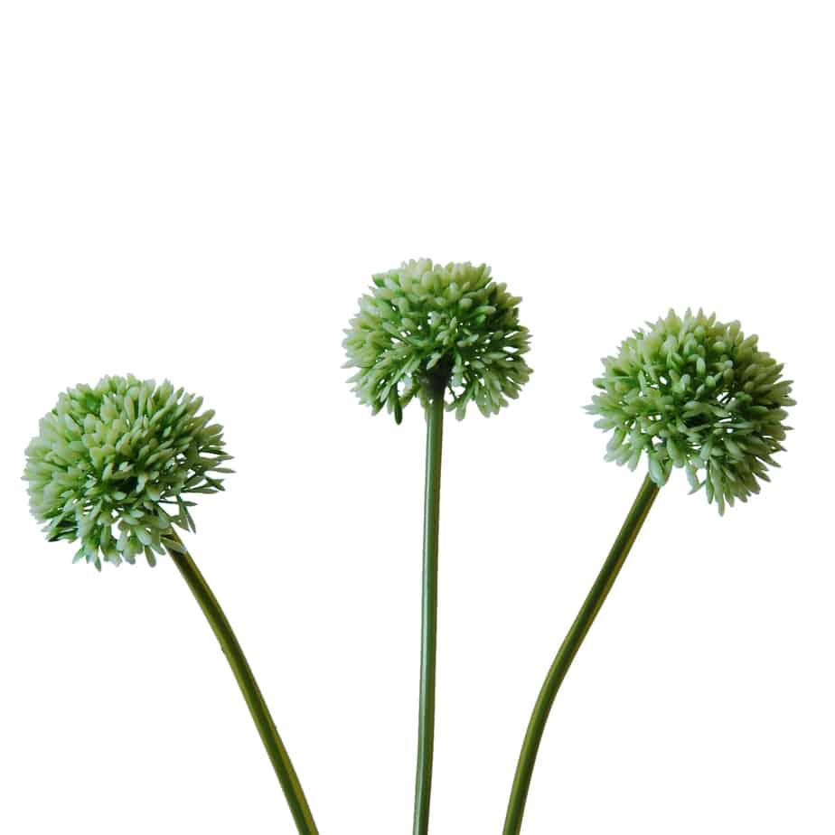FlowerDutchess allium bosje 34cm groen wit 5