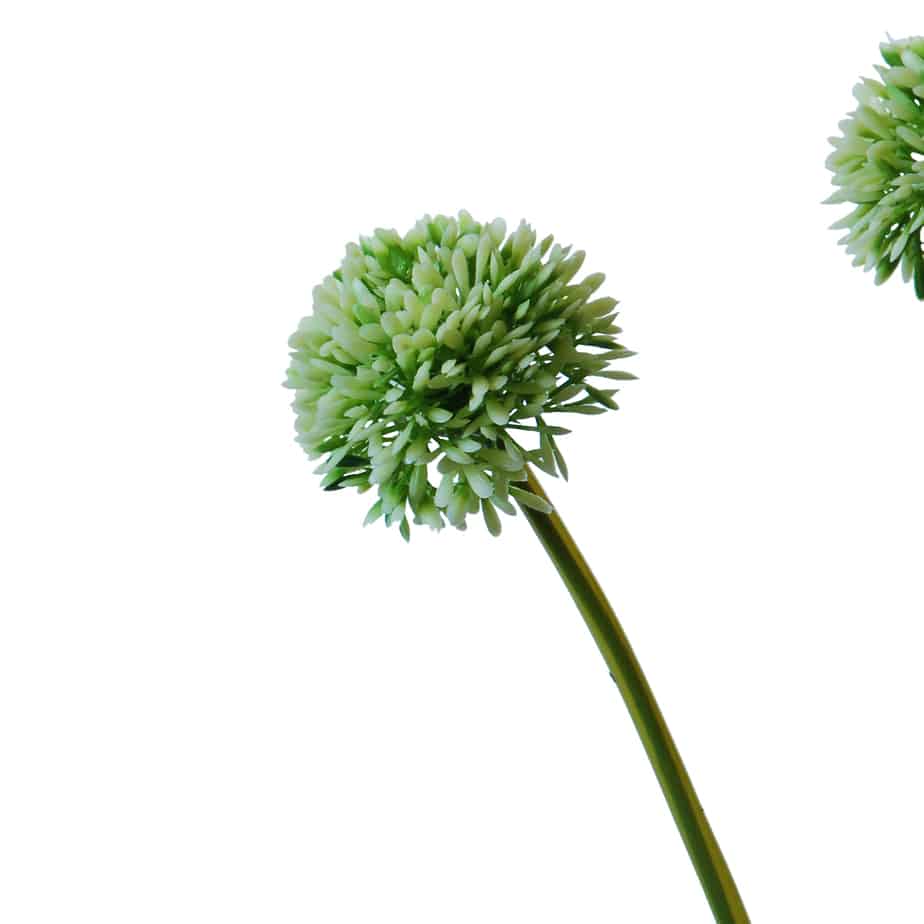 FlowerDutchess allium bosje 34cm groen wit 4