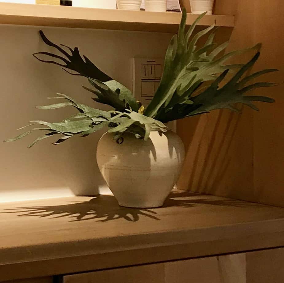 FlowerDutchess Staghorn fern 6