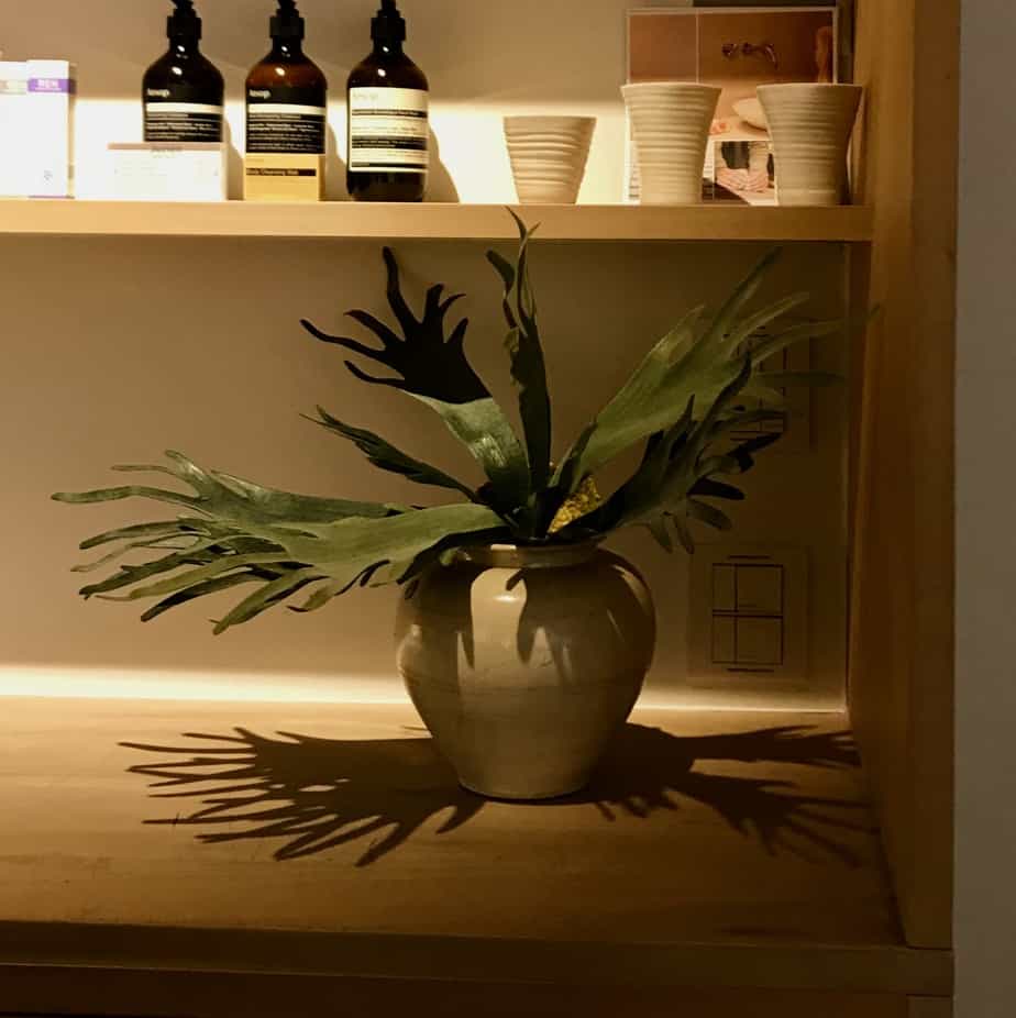 FlowerDutchess Staghorn fern 5