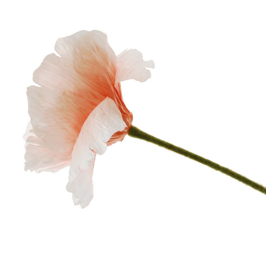 FlowerDutchess poppy 82cm salmon 2