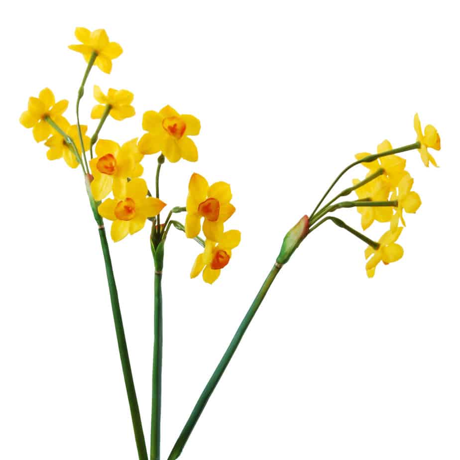 FlowerDutchess Bosje narcissen 50cm geel 4