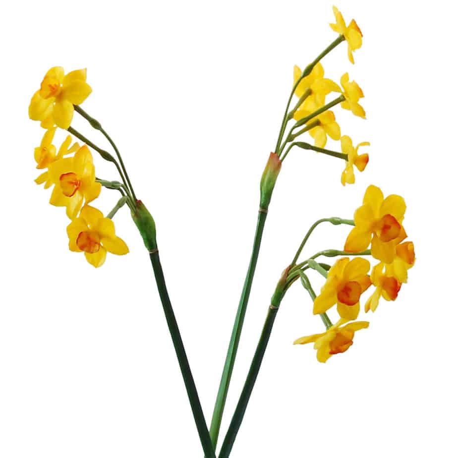 FlowerDutchess Bosje narcissen 50cm geel 5