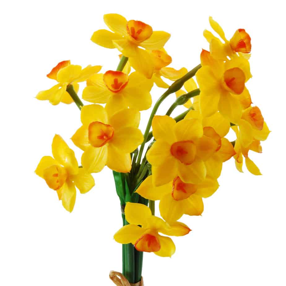 FlowerDutchess Bosje narcissen 50cm geel 2