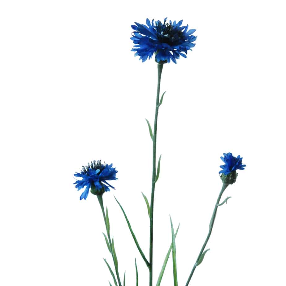 FlowerDutchess Korenbloem 62cm Blauw 5